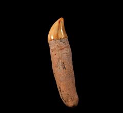 Big Chilean Brachydelphis tooth for sale | Buried Treasure Fossils