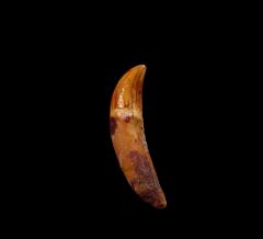 Perfect Brachydelphis tooth for sale | Buried Treasure Fossils