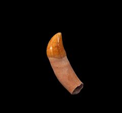 Rare Chilean Dolphin tooth for sale | Buried Treasure Fossils