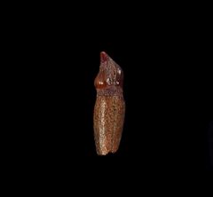 Dolphin tooth for sale | Buried Treasure Fossils