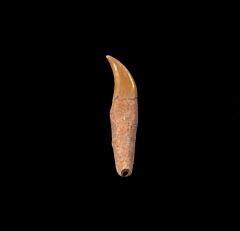 Chilean Dolphin tooth for sale | Buried Treasure Fossils