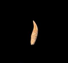 Real Chilean Dolphin tooth for sale | Buried Treasure Fossils