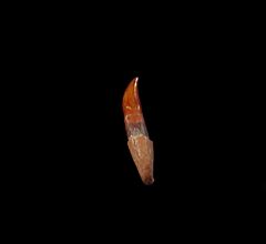 Real Chilean Dolphin tooth for sale | Buried Treasure Fossils