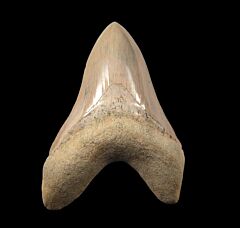 Large Caribbean Megalodon tooth for sale | Buried Treasure Fossils