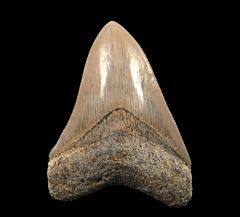 Rare Caribbean Otodus megalodon tooth for sale | Buried Treasure Fossils