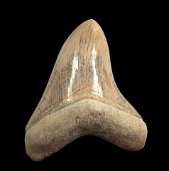 Caribbean Megalodon shark tooth for sale | Buried Treasure Fossils