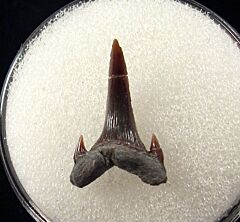 Rare Carcharias dominguei tooth  for sale | Buried Treasure Fossils