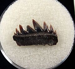Hornby Protoheptranchias lowei lower jaw tooth for sale | Buried Treasure Fossils