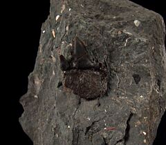 Hornby Xamplyodon dentatus tooth for sale | Buried Treasure Fossils