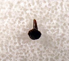 Real Florenceodon johnyi tooth for sale | Buried Treasure Fossils