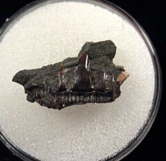 Carcharias dominguei for sale | Buried Treasure Fossils