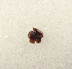 Hornby Squaliodalatias savoiei tooth for sale | Buried Treasure Fossils