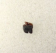 Carcharias dominguei for sale | Buried Treasure Fossils