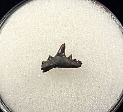 Synechodus dereki tooth for sale | Buried Treasure Fossils
