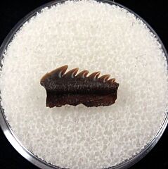 Hornby Protoheptranchias lowei lower jaw tooth for sale | Buried Treasure Fossils