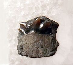 Hornby Hexanchus microdon symphyseal tooth for sale | Buried Treasure Fossils
