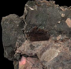 Hornby Hexanchus microdon lower jaw tooth for sale | Buried Treasure Fossils