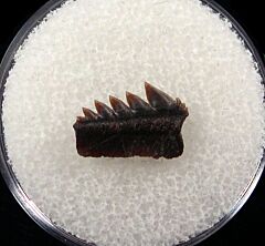 Protoheptranchias lowei lower jaw tooth for sale | Buried Treasure Fossils
