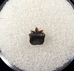 Hornby Protoheptranchias lowei symphyseal tooth for sale | Buried Treasure Fossils