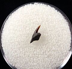 Hornby Protoheptranchias upper parasymphyseal tooth for sale | Buried Treasure Fossils