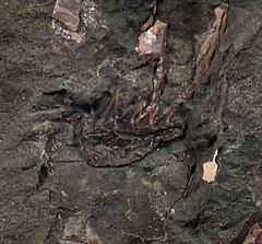 Hornby Protoheptranchias lower tooth | Buried Treasure Fossils