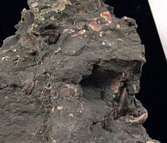 Hornby Protoheptranchias upper jaw tooth | Buried Treasure Fossils