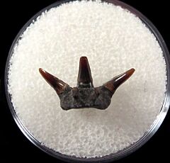 Hornby Rolfodon ludvigseni tooth for sale | Buried Treasure Fossils