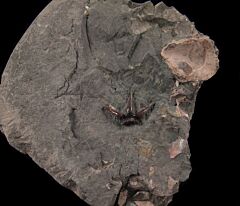 Hornby Island Frill shark tooth for sale | Buried Treasure Fossils