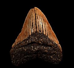 Austrian Megalodon tooth | Buried Treasure Fossils