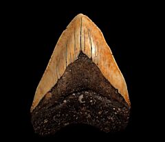 New Caledonia Megalodon tooth for sale | Buried Treasure Fossils