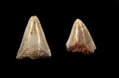 Sumatran megalodon teeth for sale | Buried Treasure Fossils. D004 is on the right.