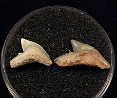 Sumatran Galeocerdo tooth for sale | Buried Treasure Fossils