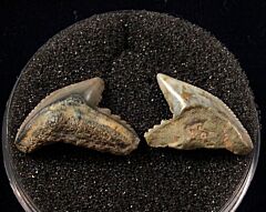 Rare Sumatra Tiger shark teeth for sale | Buried Treasure Fossils. Tooth on left.