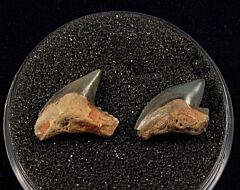 Rare Sumatra Tiger shark teeth for sale | Buried Treasure Fossils. Tooth on right.