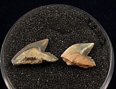 Real Sumatra Galocerdo shark tooth for sale | Buried Treasure Fossils. Tooth on the right.