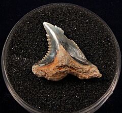 Sumatran Hemipristis serra tooth for sale | Buried Treasure Fossils