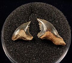 Real Sumatra Snaggletooth tooth for sale | Buried Treasure Fossils