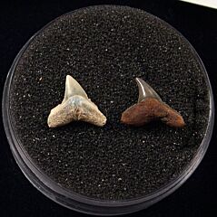 Rare Miocene Carcharhinus  shark tooth for sale | Buried Treasure Fossils. Tooth on the left.
