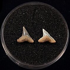 Rare Miocene Sandbar shark teeth for sale | Buried Treasure Fossils. Tooth on the right.