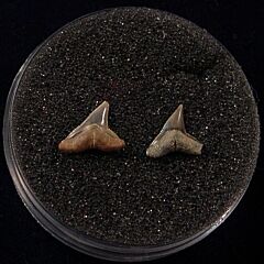 Sumatran Sandbar shark teeth for sale | Buried Treasure Fossils. Tooth on the left.