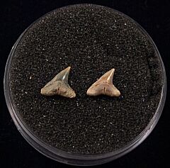 Sumatran Carcharhinus plumbeus shark tooth for sale | Buried Treasure Fossils. Tooth on left.
