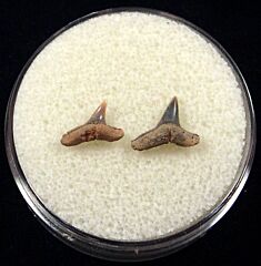 Sumatran Blacktip shark teeth for sale | Buried Treasure Fossils. Tooth on left.