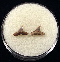 Real Sumatran Blacktip shark tooth for sale | Buried Treasure Fossils. Tooth on left.