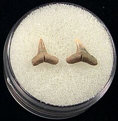 Real Blacktip shark teeth for sale | Buried Treasure Fossils. Tooth on left.