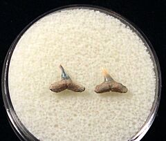 Rare Miocene Carcharhinus macloti shark tooth for sale | Buried Treasure Fossils. Tooth on left.