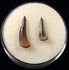 Trichiurides sagittidens  (Bony fish)