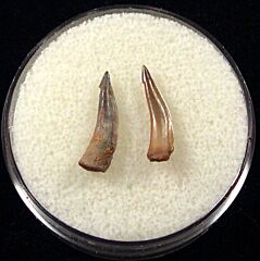 Rare Trichiurides sagittidens shark tooth for sale | Buried Treasure Fossils