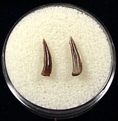 Real Sumatran Trichiurides shark teeth for sale | Buried Treasure Fossils. Tooth on the left.