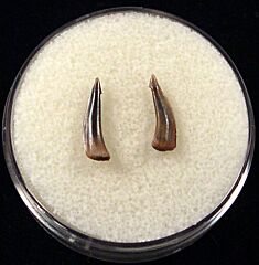 Miocene Trichiurides shark tooth for sale | Buried Treasure Fossils. Tooth on the left.