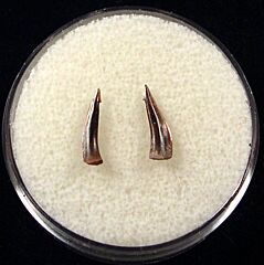 Rare Sumatran Trichiurides shark tooth for sale | Buried Treasure Fossils. Tooth on the left.